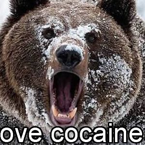 Bear-cocaine