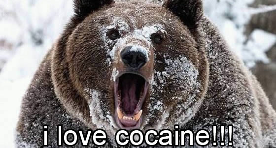 Bear-cocaine